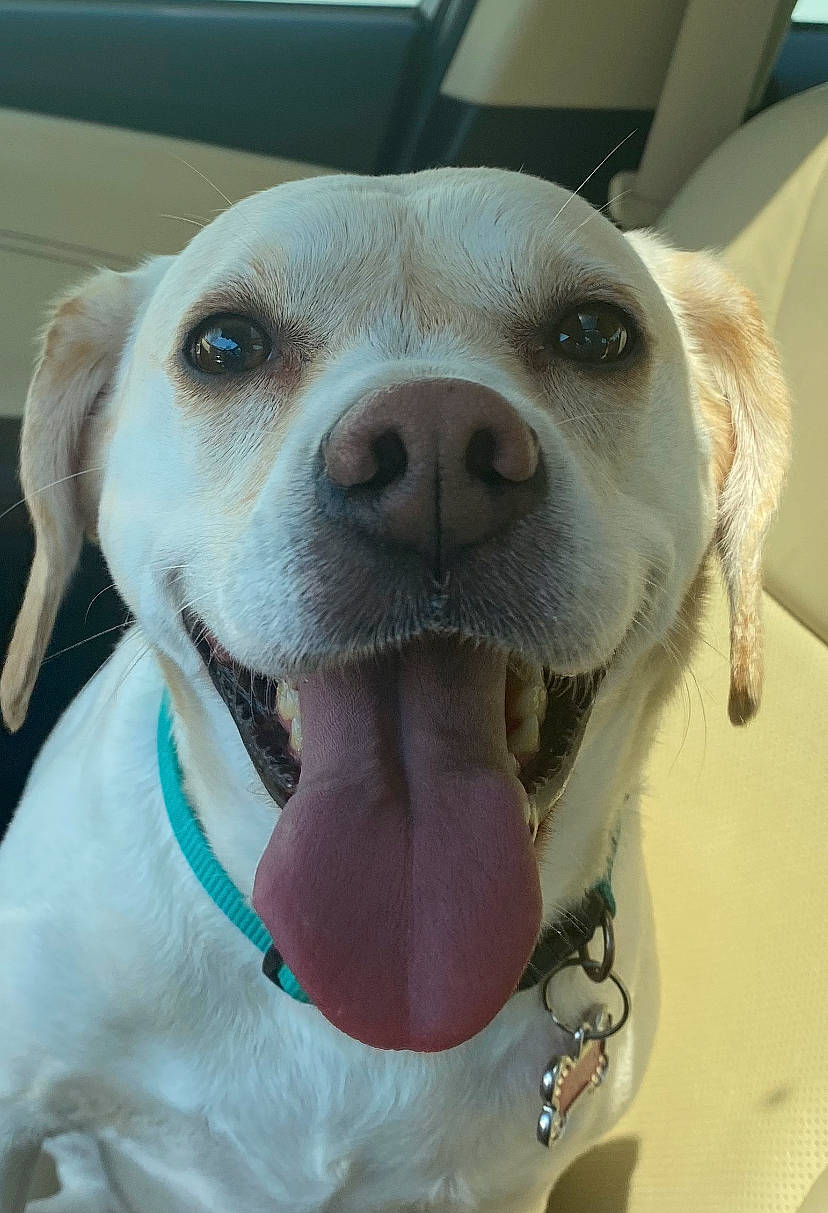 Yoko joined the competition — help win amazing prizes! canidae, carnivore, collar, companion_dog, dog, dog_breed, dog_collar, ear, eye, fawn, fur, happy, jaw, retriever, selfie, smile, snout, sporting_group, whiskers, working_animal