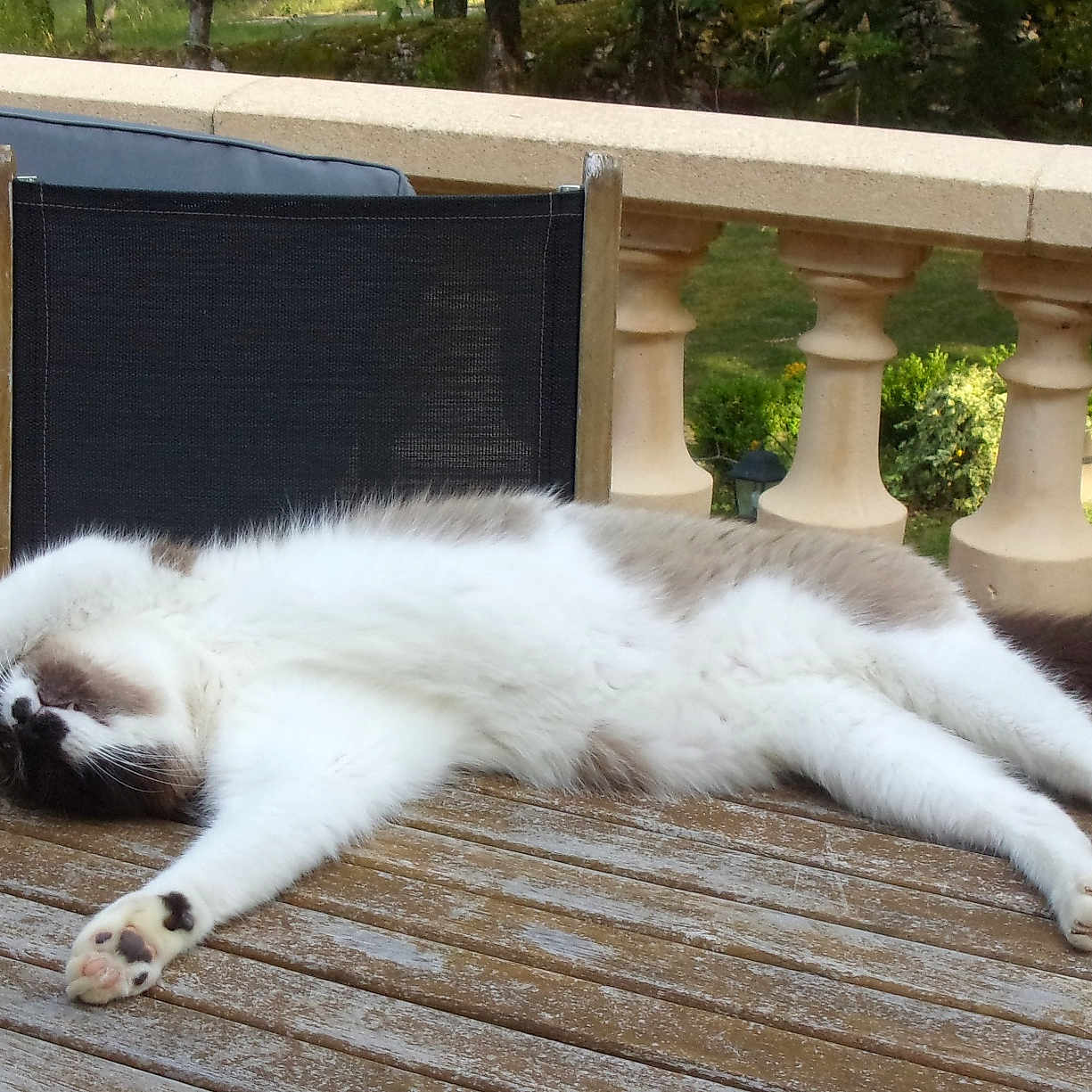 Voyou a rejoint le concours — aidez-le/la à gagner de superbes lots ! animal, balustrade, cat, chair, daytime, domestic_animal, feline, fur, garden, nature, outdoor, paws, peaceful, pet, relaxing, resting, stretching, sunlight, table, wooden_table