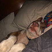Gaberille is registered to the contest to win money with this photo: bed, blanket, canine, closeup, comfort, cozy, cute, dog, domestic_animal, fur, indoor, lying_down, pet, pillow, relaxation, rest, resting, sleeping, snuggle, warm