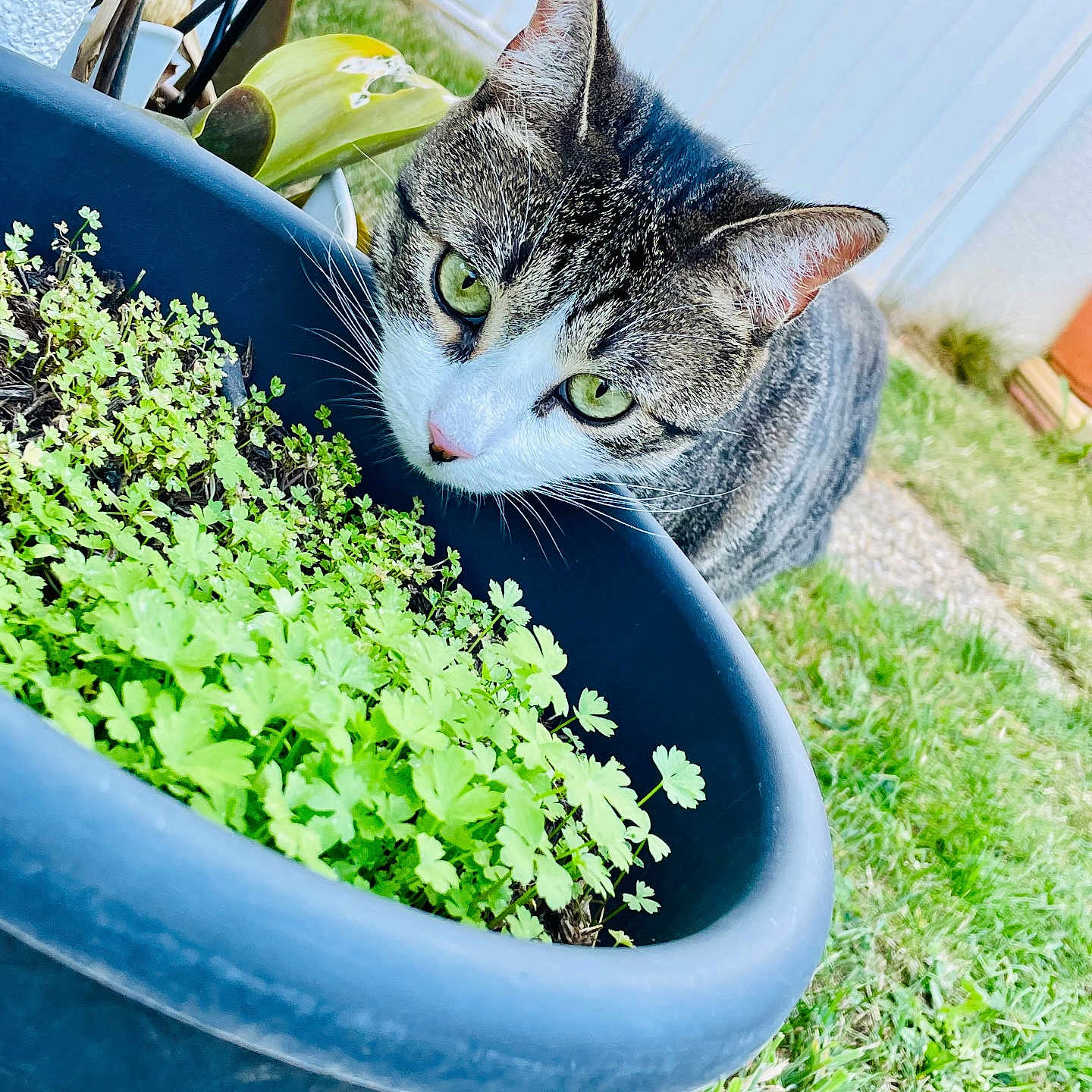 Sakura a rejoint le concours — aidez-le/la à gagner de superbes lots ! animal, backyard, cat, cookware, garden, grass, herbal, herbs, jar, kitten, nature, outdoors, pet, plant, planter, pot, pottedplant, pottery, vase, yard