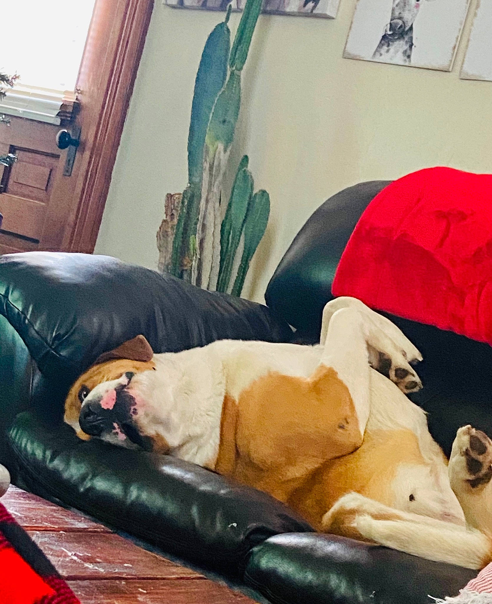 Butch joined the competition — help win amazing prizes! cactus, carnivore, comfort, companion_dog, couch, cushion, dog_breed, houseplant, interior_design, living_room, nap, painting, pillow, room, san_pedro_cactus, sleep, slipcover, studio_couch