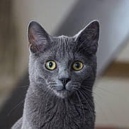 Amadeus participe au concours pour gagner de l'argent avec cette photo : alert, animal, cat, close_up, curious, cute, domestic_cat, ears, face, feline, fur, grey_cat, indoor, looking, mammal, pet, portrait, soft_background, whiskers, yellow_eyes