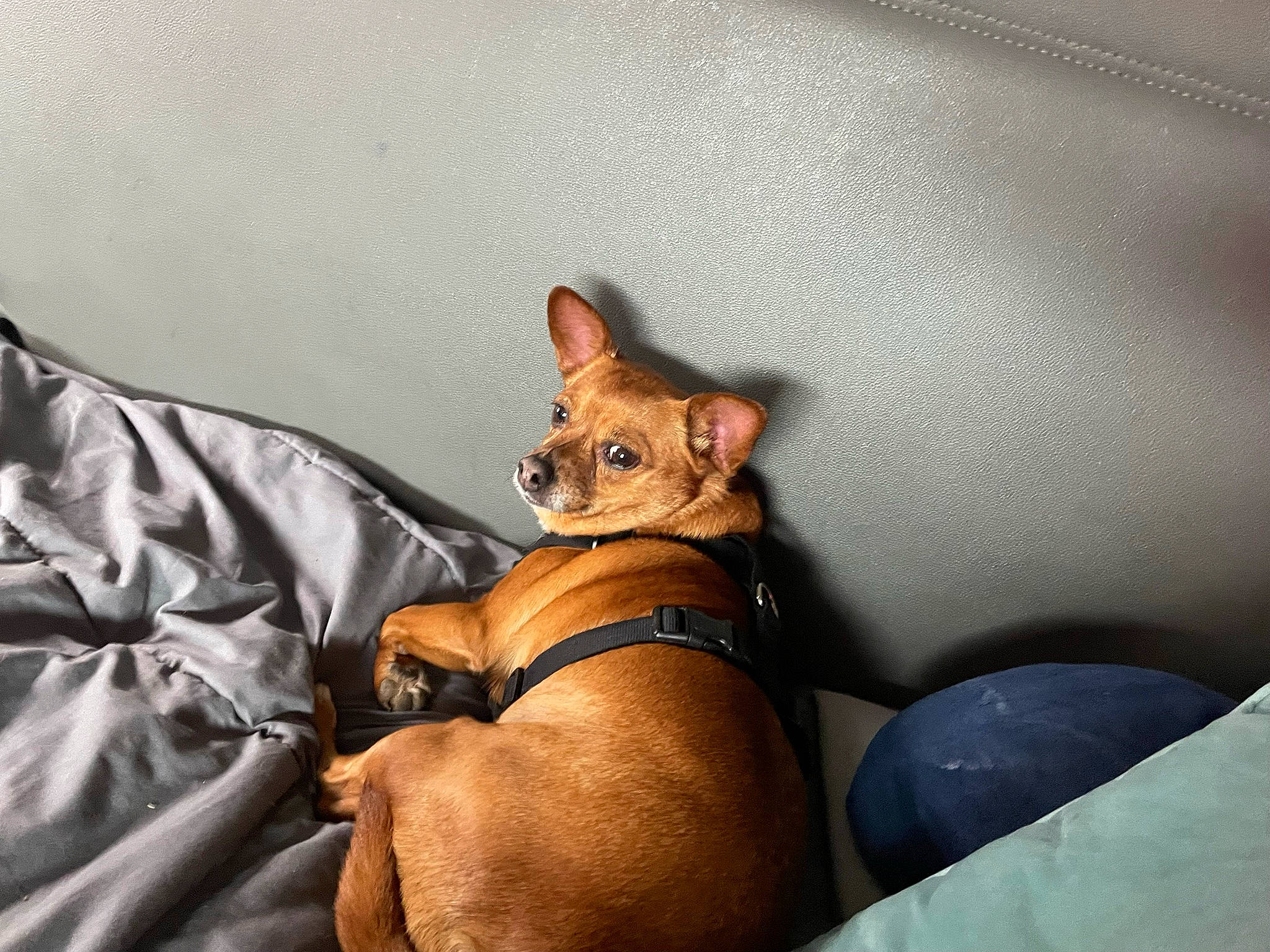 Chey joined the competition — help win amazing prizes! canidae, carnivore, collar, comfort, companion_dog, dog, dog_breed, fawn, felidae, foot, sitting, small_to_medium_sized_cats, snout, sporting_group, tail, toy_dog, whiskers, window, wood, working_animal