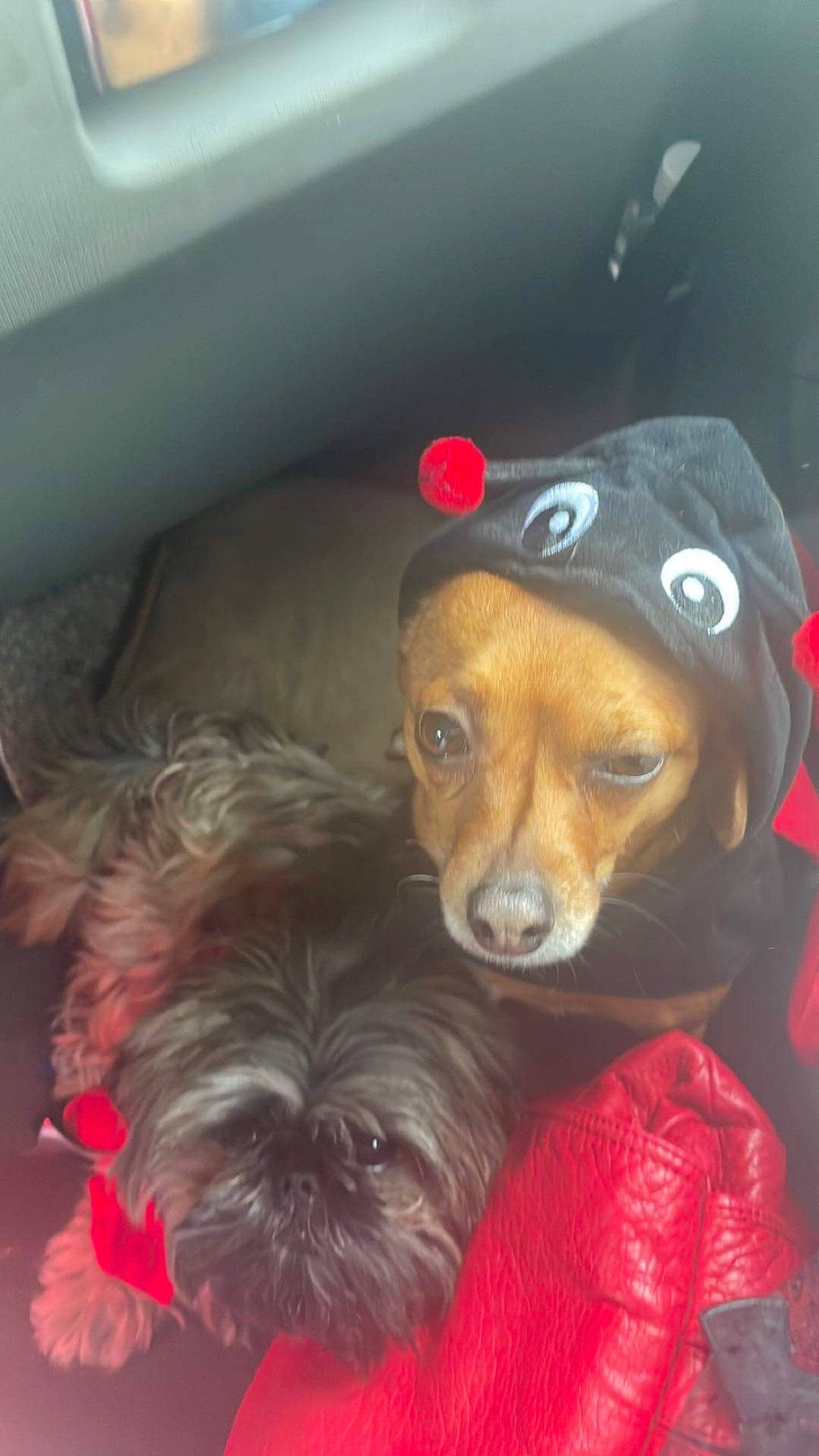 Chey joined the competition — help win amazing prizes! canidae, carnivore, comfort, companion_dog, dog, dog_breed, dog_clothes, dog_supply, fawn, fur, hat, liver, mammal, small_terrier, snout, sporting_group, toy, toy_dog, whiskers, working_animal