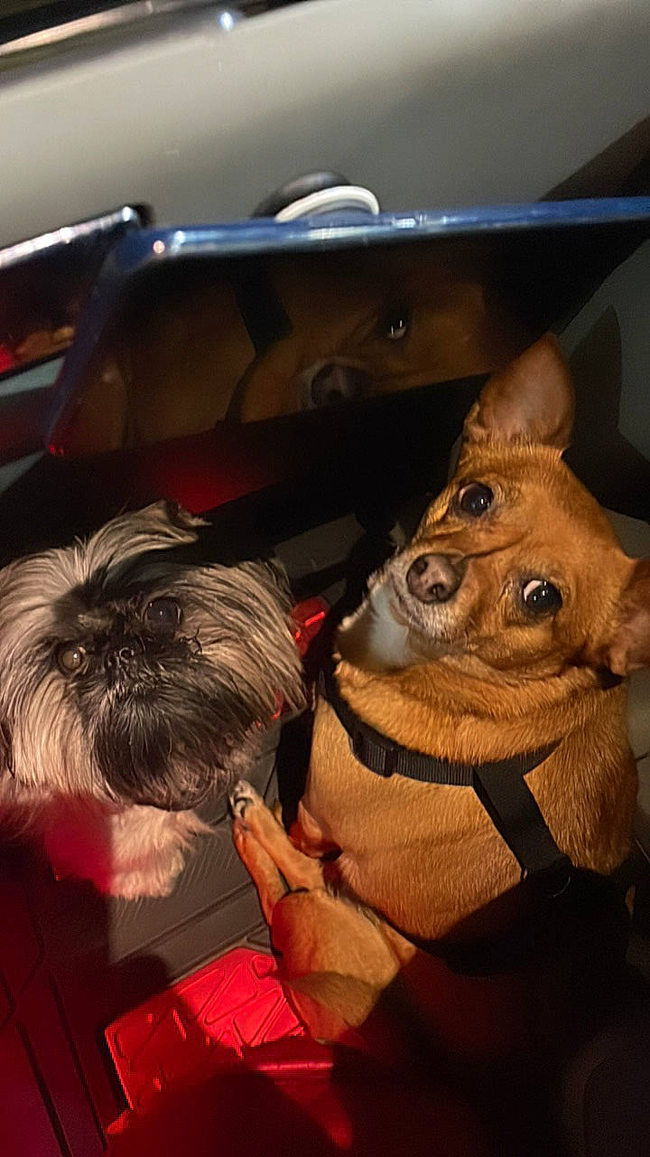 Chey joined the competition — help win amazing prizes! auto_part, automotive_design, automotive_exterior, automotive_lighting, cap, car_seat, carmine, carnivore, fawn, fun, fur, hat, motor_vehicle, personal_luxury_car, snout, steering_wheel, vehicle_door, whiskers, windshield, working_animal