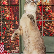 Tony participe au concours pour gagner de l'argent avec cette photo : abyssinian, angora, animal, cat, christmas, christmasdecorations, christmastree, festival, fireplace, flag, indoors, kitten, lighting, manx, pet, plant, pottedplant, siamese, tree, window