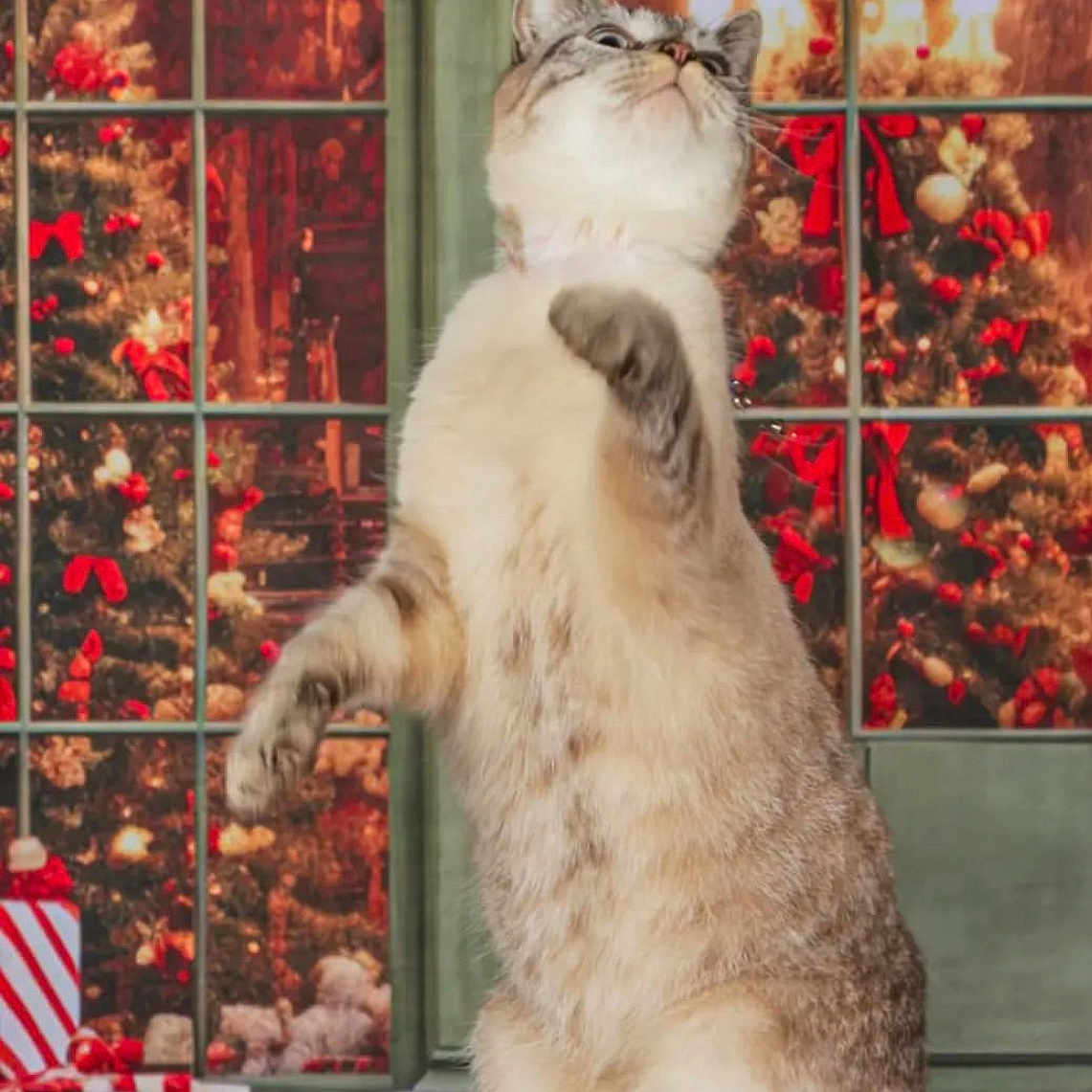 Tony participe au concours pour gagner de l'argent avec cette photo : abyssinian, angora, animal, cat, christmas, christmasdecorations, christmastree, festival, fireplace, flag, indoors, kitten, lighting, manx, pet, plant, pottedplant, siamese, tree, window