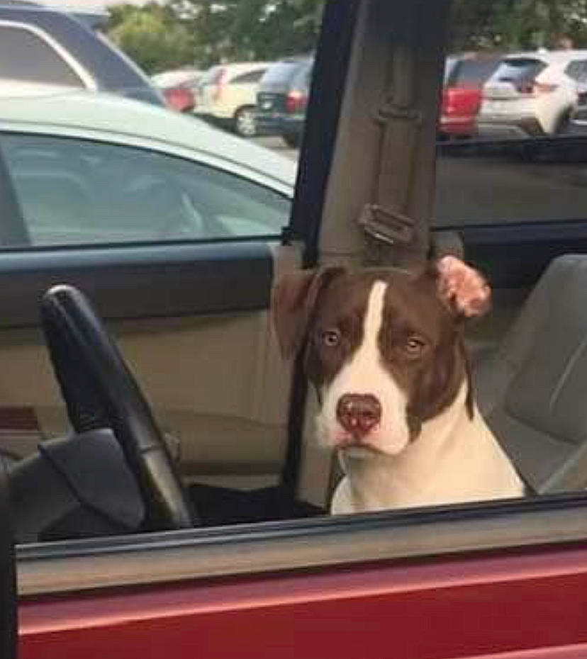 Roxy is registered to the contest to win money with this photo: auto_part, automotive_exterior, automotive_mirror, car, carnivore, collar, companion_dog, dog, dog_breed, dog_collar, door, fawn, liver, metal, motor_vehicle, sporting_group, vehicle, vehicle_door, window, windshield