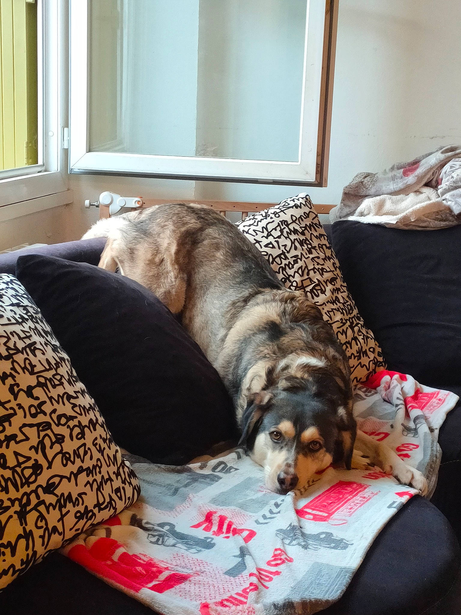 Guizmo participe au concours pour gagner de l'argent avec cette photo : bedding, carnivore, comfort, companion_dog, couch, dog, dog_breed, fawn, flooring, hardwood, interior_design, linens, living_room, mirror, pillow, room, sporting_group, studio_couch, window, wood