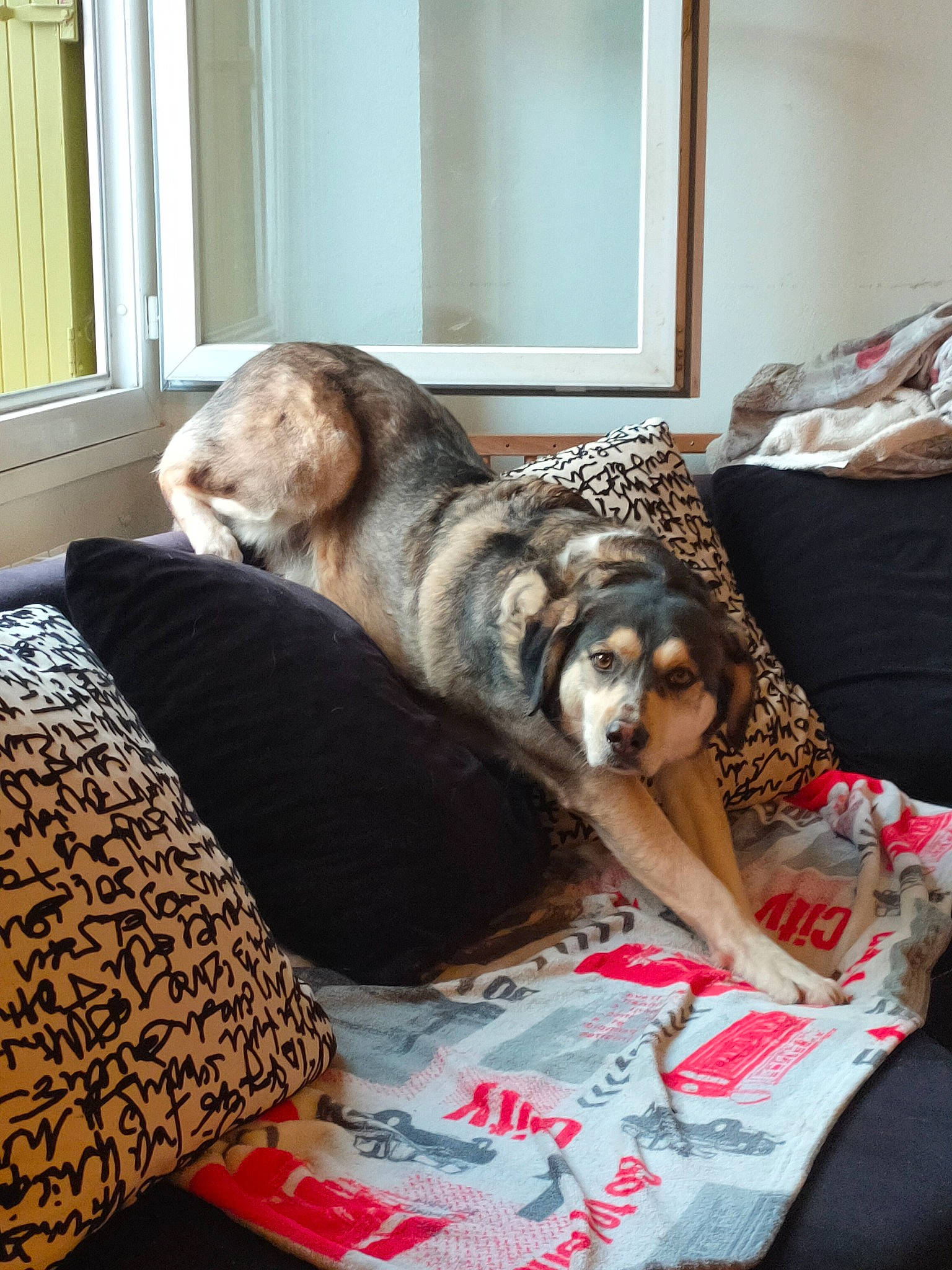 Guizmo participe au concours pour gagner de l'argent avec cette photo : bedding, carnivore, comfort, companion_dog, couch, dog, dog_breed, fawn, felidae, floor, flooring, fur, hardwood, linens, living_room, mirror, room, small_to_medium_sized_cats, sporting_group, window