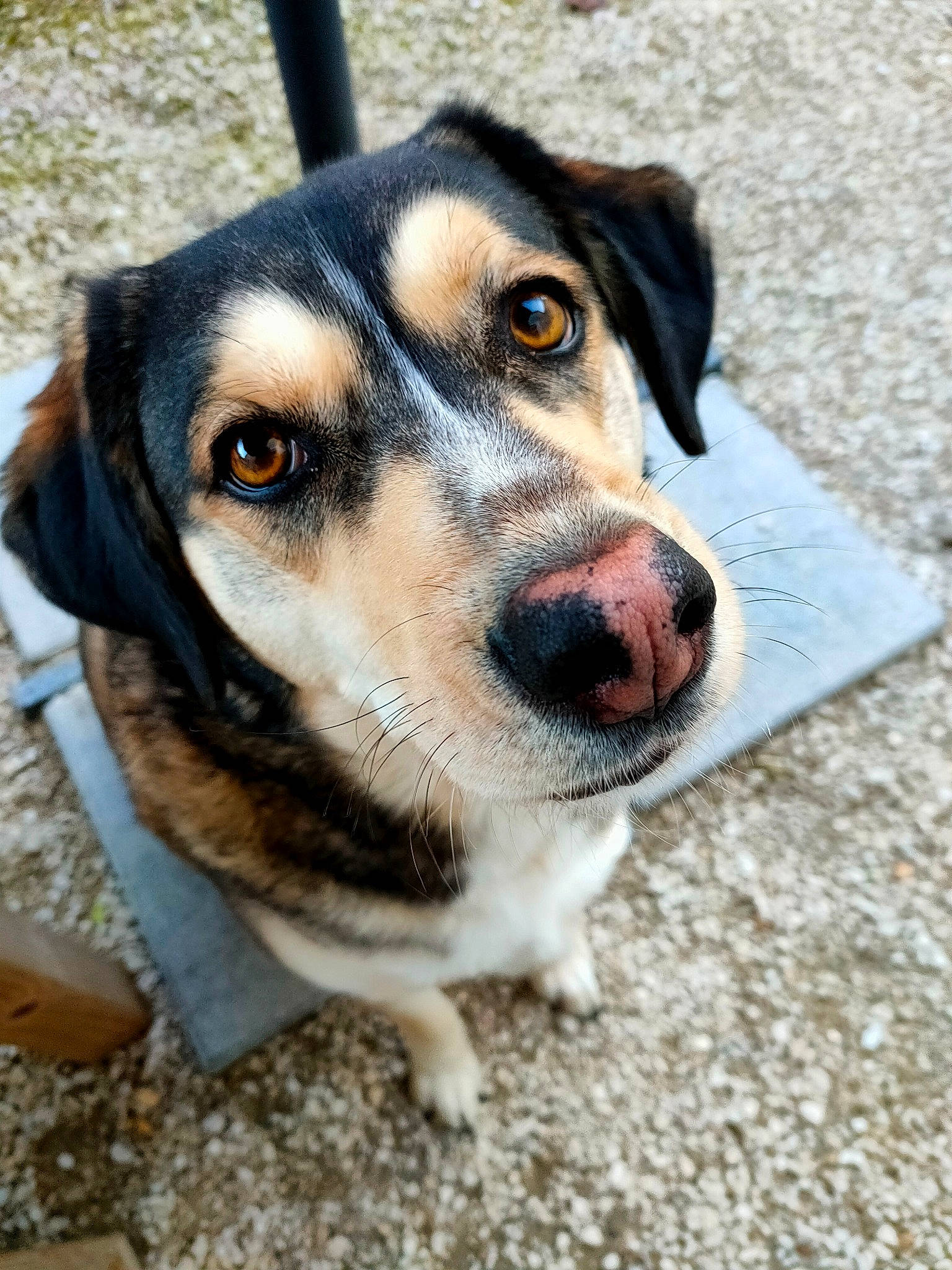 Guizmo participe au concours pour gagner de l'argent avec cette photo : canidae, carnivore, collar, companion_dog, dog, dog_breed, eye, fur, sporting_group, terrestrial_animal, whiskers, working_animal, working_dog