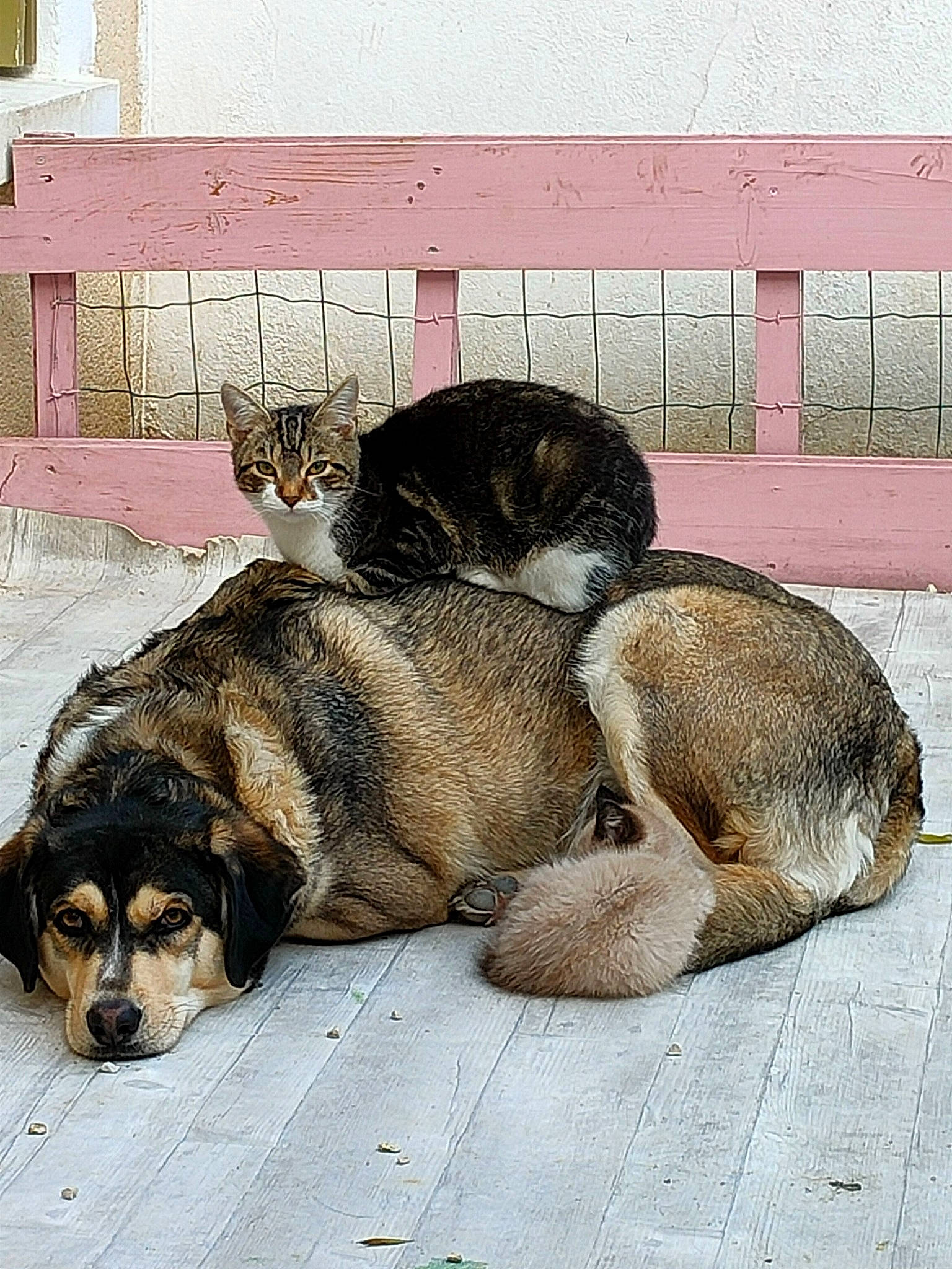 Guizmo participe au concours pour gagner de l'argent avec cette photo : art, canidae, carnivore, cat, comfort, companion_dog, dog, dog_breed, domestic_short_haired_cat, felidae, fur, nap, paw, sitting, sleep, small_to_medium_sized_cats, snout, tail, terrestrial_animal, whiskers