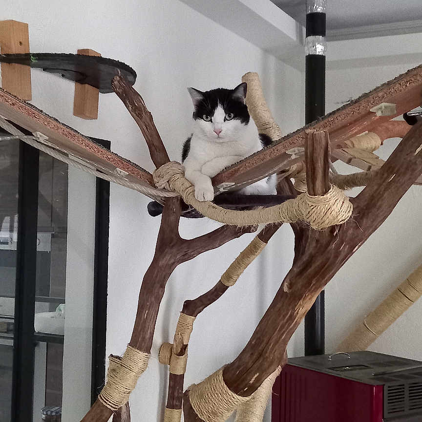 Plume participe au concours pour gagner de l'argent avec cette photo : animal, black_and_white, branch, cat, climbing_structure, cozy, domestic, furniture, house, indoor, perch, pet, quiet, relaxed, resting, rope, stove, warm, window, wood