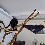 Plume participe au concours pour gagner de l'argent avec cette photo : cat, black_cat, black_and_white_cat, cat_tree, wooden_structure, hammock, indoor, pet, animal, feline, rope, climbing, relaxing, home, furniture, fan, plant, wall_art, window, room