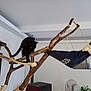 cat, black_cat, black_and_white_cat, cat_tree, wooden_structure, hammock, indoor, pet, animal, feline, rope, climbing, relaxing, home, furniture, fan, plant, wall_art, window, room