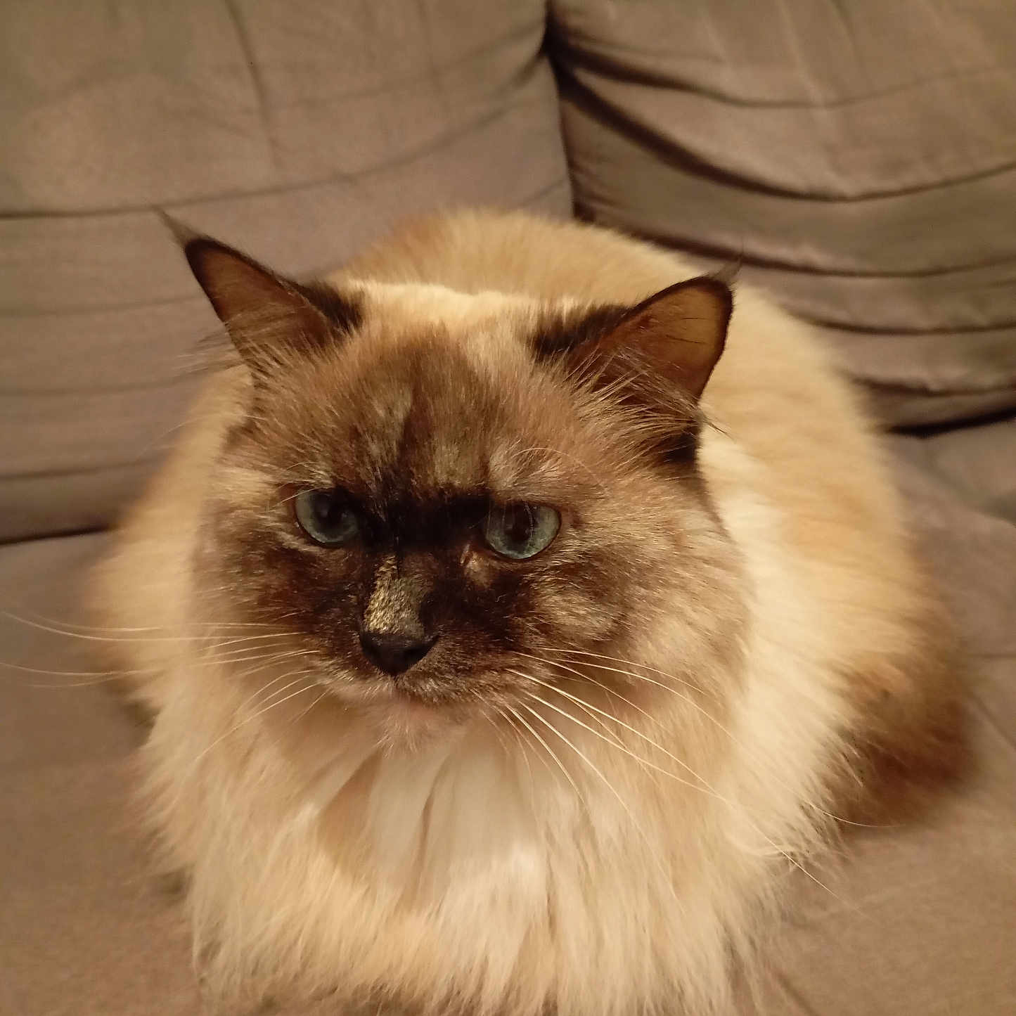 Ieva a rejoint le concours — aidez-le/la à gagner de superbes lots ! animal, blue_eyes, cat, couch, cute, domestic_animal, ears, face, feline, fluffy, fur, indoor, long_hair, nose, pet, portrait, relaxed, resting, sofa, whiskers