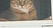 Scooter joined the competition — help win amazing prizes! cat, tabby_cat, window, glass, pet, animal, indoor, curious, green_eyes, feline, whiskers, face, ears, fur, close_up, looking_out, house, frame, resting, cozy