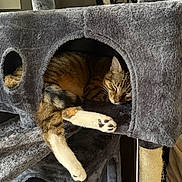 Scooter is registered to the contest to win money with this photo: cat, tabby_cat, sleeping, cat_tree, plush, pet, paw, fur, indoor, cozy, resting, animal, feline, scratching_post, toy, relaxed, cute, household, napping, soft