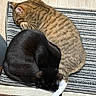 Scooter joined the competition — help win amazing prizes! cat, tabby_cat, black_cat, sleeping, curled_up, pets, animal, fur, indoor, striped_rug, wood_floor, cozy, resting, companions, cute, domestic_animal, sleep, paw, tail, relaxation
