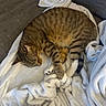 Scooter is registered to the contest to win money with this photo: cat, tabby_cat, sleeping, blanket, white_blanket, couch, gray_couch, fur, paw, striped, cozy, resting, indoor, pet, animal, domestic_animal, feline, soft_texture, relaxation, nap