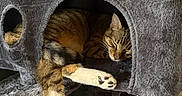 Scooter joined the competition — help win amazing prizes! animal, cat, cat_tree, comfortable, cozy, cute, feline, fur, home, indoor, napping, paw, pet, plush, relaxed, resting, scratching_post, sleeping, tabby, toy