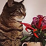 animal, cat, chili_peppers, closeup, colorful, curious, domestic_animal, feline, flower, green_leaves, indoor, leaf, mug, nature, pet, plant, portrait, still_life, tabby_cat, whiskers
