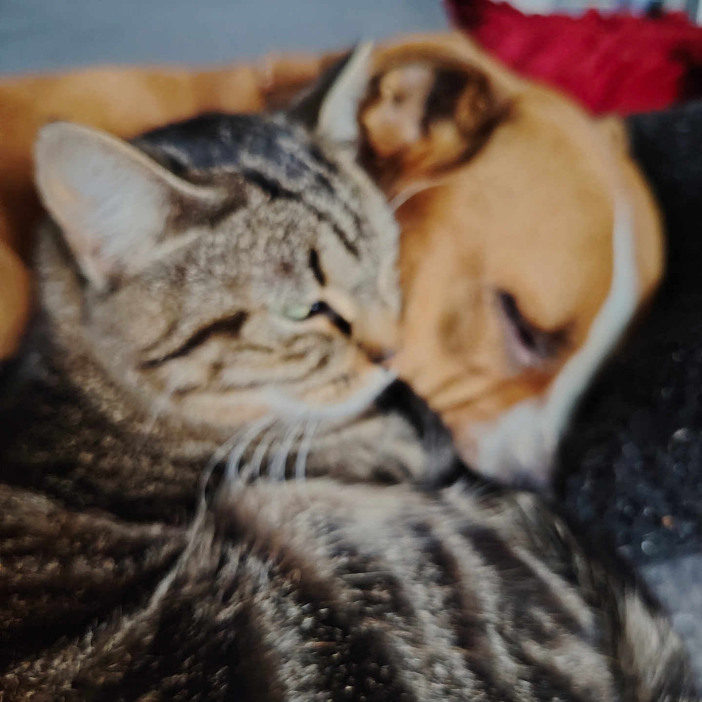 Plume Guhel a rejoint le concours — aidez-le/la à gagner de superbes lots ! abyssinian, animal, architecture, armchair, blanket, bulldog, canine, cat, chair, couch, dog, furniture, hound, indoors, kitten, manx, person, pet, pitbull, sleeping