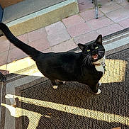 Dexter Morgan joined the competition — help win amazing prizes! animal, black_and_white, cat, collar, door_mat, feline, green_eyes, looking_up, meowing, mouth_open, outdoor, patio, pet, rug, shadow, stone_tiles, sunlight, tail, tuxedo_cat, whiskers