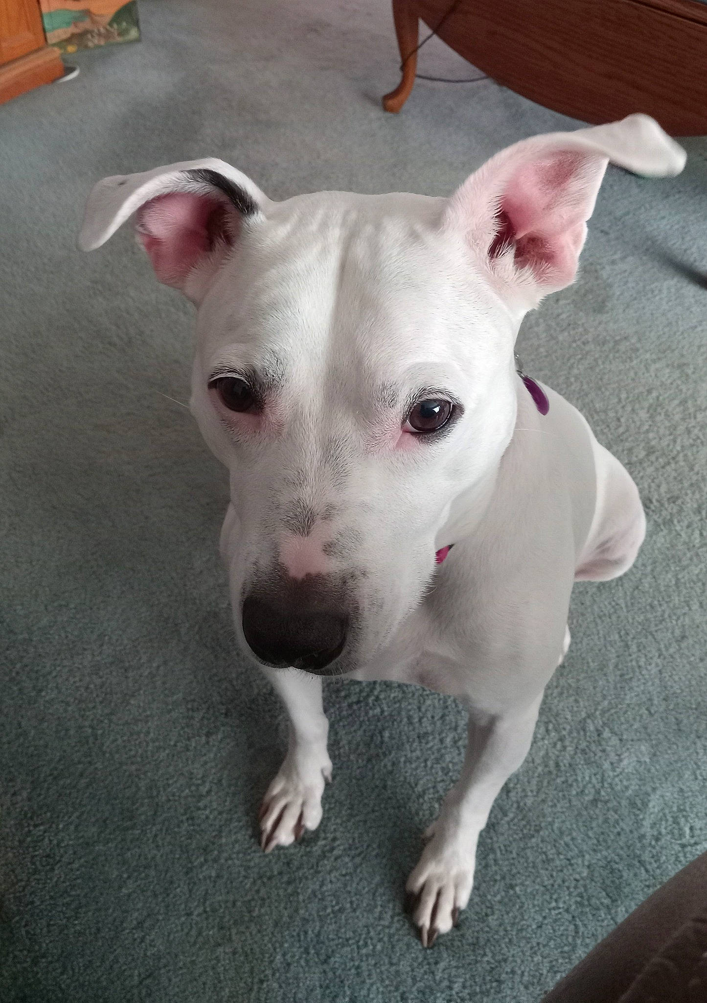 Lily joined the competition — help win amazing prizes! canidae, carnivore, collar, companion_dog, cordoba_fighting_dog, dog, dog_breed, dog_collar, dogo_guatemalteco, fawn, non_sporting_group, snout, sporting_group, terrestrial_animal, whiskers, working_animal