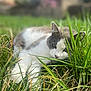 animal, blurred_background, calm, cat, closeup, daylight, fur, garden, grass, green, laying, mammal, nature, outdoor, pet, relaxed, sleepy, soft_focus, whiskers, wildlife