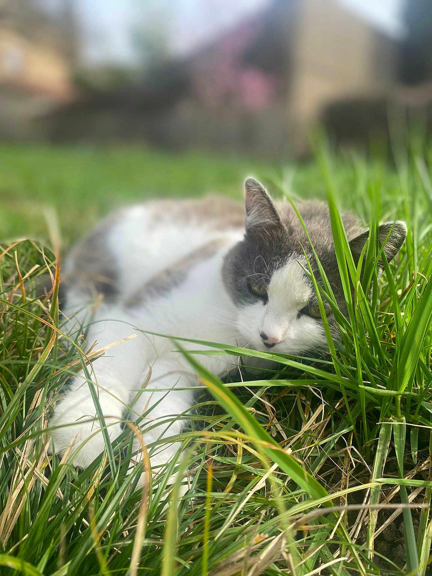 Lady participe au concours pour gagner de l'argent avec cette photo : animal, blurred_background, calm, cat, closeup, daylight, fur, garden, grass, green, laying, mammal, nature, outdoor, pet, relaxed, sleepy, soft_focus, whiskers, wildlife