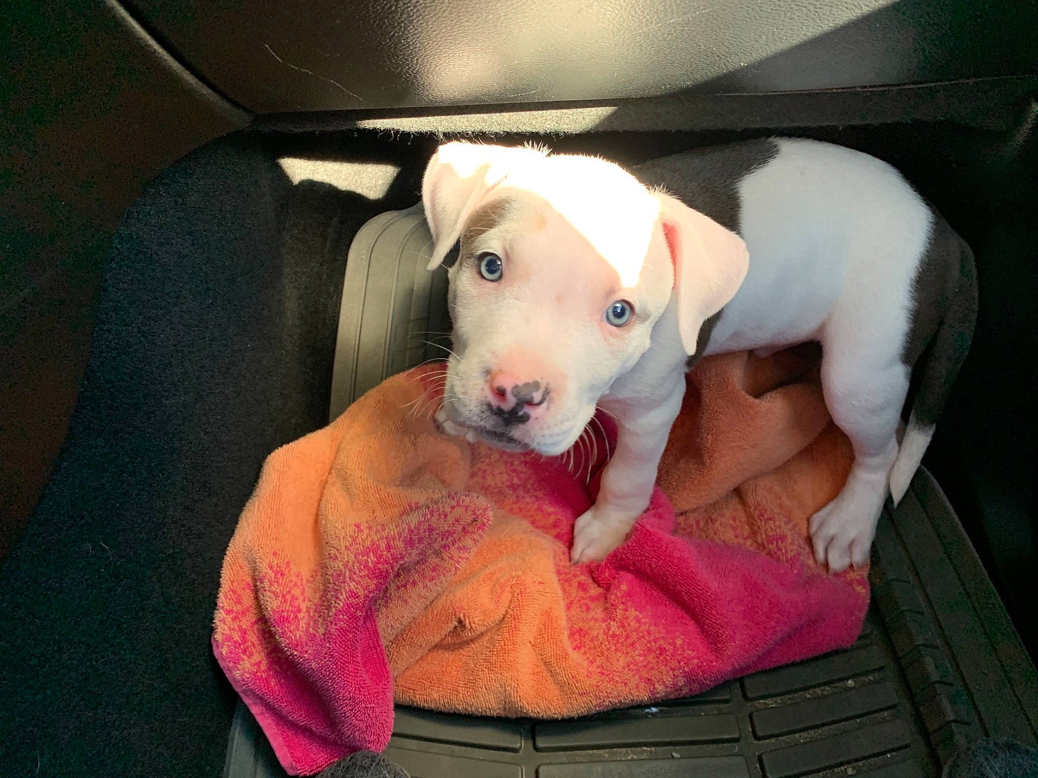 Ruckus joined the competition — help win amazing prizes! american_bulldog, american_pit_bull_terrier, bulldog, canidae, carnivore, dog, dog_breed, dogo_argentino, dogo_guatemalteco, fawn, guard_dog, mammal, non_sporting_group, old_english_terrier, pit_bull, puppy, rare_breed_dog, snout, sporting_group, vertebrate