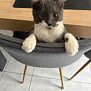Arlo a rejoint le concours — aidez-le/la à gagner de superbes lots ! kitten, gray_cat, white_paws, chair, wooden_table, floor_tile, indoor, pet, cute, curious, feline, animal, small, domestic, whiskers, ears, table_leg, home, furniture, playful