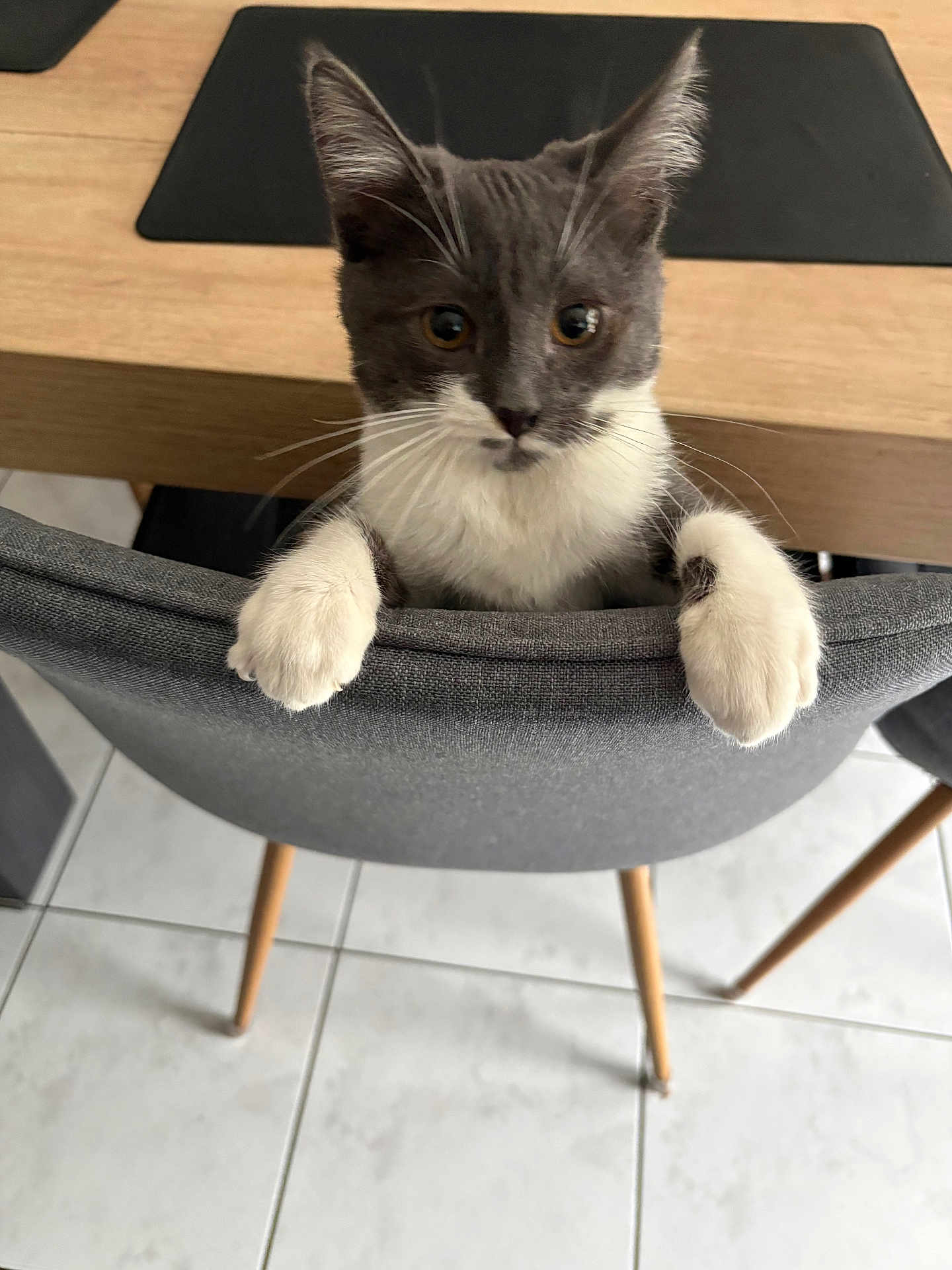 Arlo a rejoint le concours — aidez-le/la à gagner de superbes lots ! kitten, gray_cat, white_paws, chair, wooden_table, floor_tile, indoor, pet, cute, curious, feline, animal, small, domestic, whiskers, ears, table_leg, home, furniture, playful