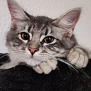 Tartine a rejoint le concours — aidez-le/la à gagner de superbes lots ! cat, tabby, gray_cat, pet, feline, whiskers, ears, paws, resting, perch, indoor, animal, cute, close_up, fur, portrait, relaxed, looking, face, domestic_cat