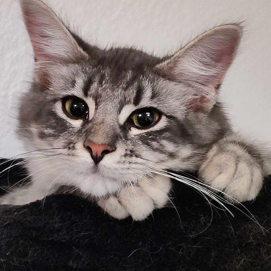 Tartine a rejoint le concours — aidez-le/la à gagner de superbes lots ! animal, cat, close_up, cute, domestic_cat, ears, face, feline, fur, gray_cat, indoor, looking, paws, perch, pet, portrait, relaxed, resting, tabby, whiskers