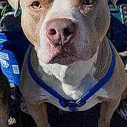 Zeus joined the competition — help win amazing prizes! alert, animal, background_objects, blue, brown, canine, close_up, dog, ears, face, fur, harness, leash, outdoor, paws, pet, shadow, standing, sunlight, white