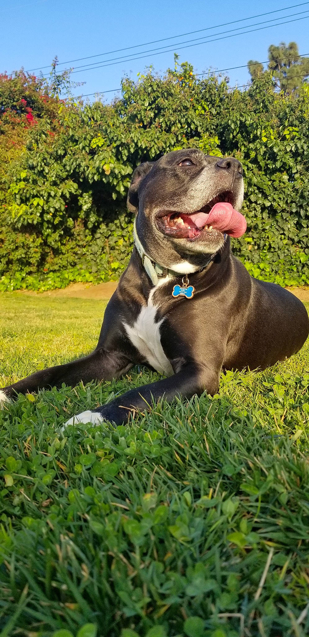 Pearl is registered to the contest to win money with this photo: american_bulldog, american_pit_bull_terrier, american_staffordshire_terrier, bandog, canidae, carnivore, companion_dog, dog, dog_breed, fawn, grass, mammal, non_sporting_group, olde_english_bulldogge, pit_bull, renascence_bulldogge, sporting_group, staffordshire_bull_terrier, vertebrate