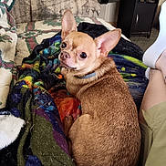 Jax is registered to the contest to win money with this photo: animal, blanket, brown_fur, casual, chihuahua, collar, colorful, cozy, dog, ears, furniture, home, indoor, legs, looking_back, person, pet, relaxed, small_dog, sofa