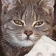 Grisette participe au concours pour gagner de l'argent avec cette photo : cat, tabby, close_up, pet, animal, feline, whiskers, ears, eyes, blanket, soft, cozy, resting, cute, fur, indoor, muzzle, face, sleepy, expression