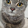 Grisette a rejoint le concours — aidez-le/la à gagner de superbes lots ! cat, tabby, close_up, pet, feline, whiskers, fur, eyes, face, animal, domestic_animal, cute, portrait, indoor, paws, mammal, curious, soft, nose, friendly