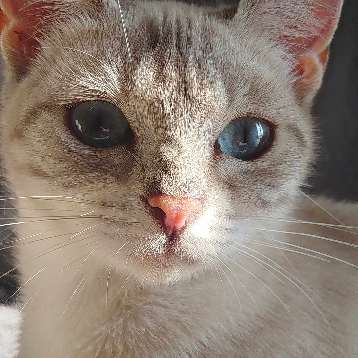 Vanille a rejoint le concours — aidez-le/la à gagner de superbes lots ! animal, blue_eyes, cat, close_up, curious, cute, domestic_cat, ears, face, feline, fur, head, looking, mammal, pet, pink_nose, portrait, soft_light, whisker, whiskers