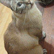 Chouchou a rejoint le concours — aidez-le/la à gagner de superbes lots ! animal, brown, cat, companion, curious, cute, domestic_animal, ears, eyes, feline, floor, fur, indoor, looking_up, pet, sitting, striped, two_cats, whiskers, wooden_floor