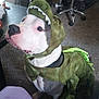 Bleu is registered to the contest to win money with this photo: dog, costume, dinosaur_costume, pet, indoor, carpet, office_chair, desk, curious, white_and_black_dog, animal, cute, sitting, looking_up, funny, clothing, domestic_animal, home, furniture, playful
