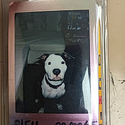 Bleu joined the competition — help win amazing prizes! dog, polaroid, indoor, black_and_white, couch, wall, sticker, collar, pet, animal, photo, portrait, sitting, looking_up, handwritten_text, paper, table, plastic_cover, furniture, curious