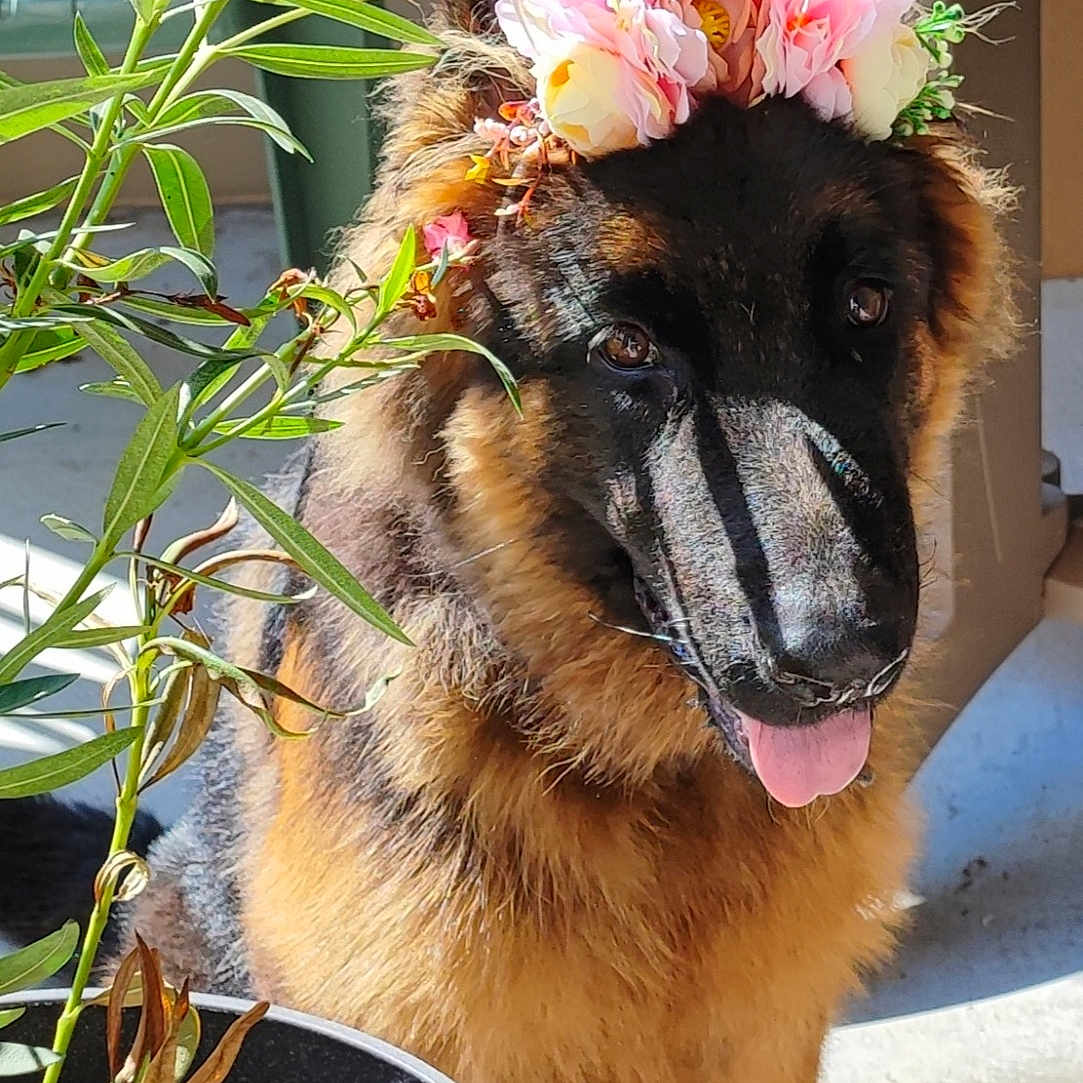 Venom participe au concours pour gagner de l'argent avec cette photo : accessories, animal, canine, daisy, dog, flower, flowerarrangement, flowerbouquet, geranium, germanshepherd, ikebana, jar, pet, petal, plant, planter, pottedplant, pottery, puppy, vase