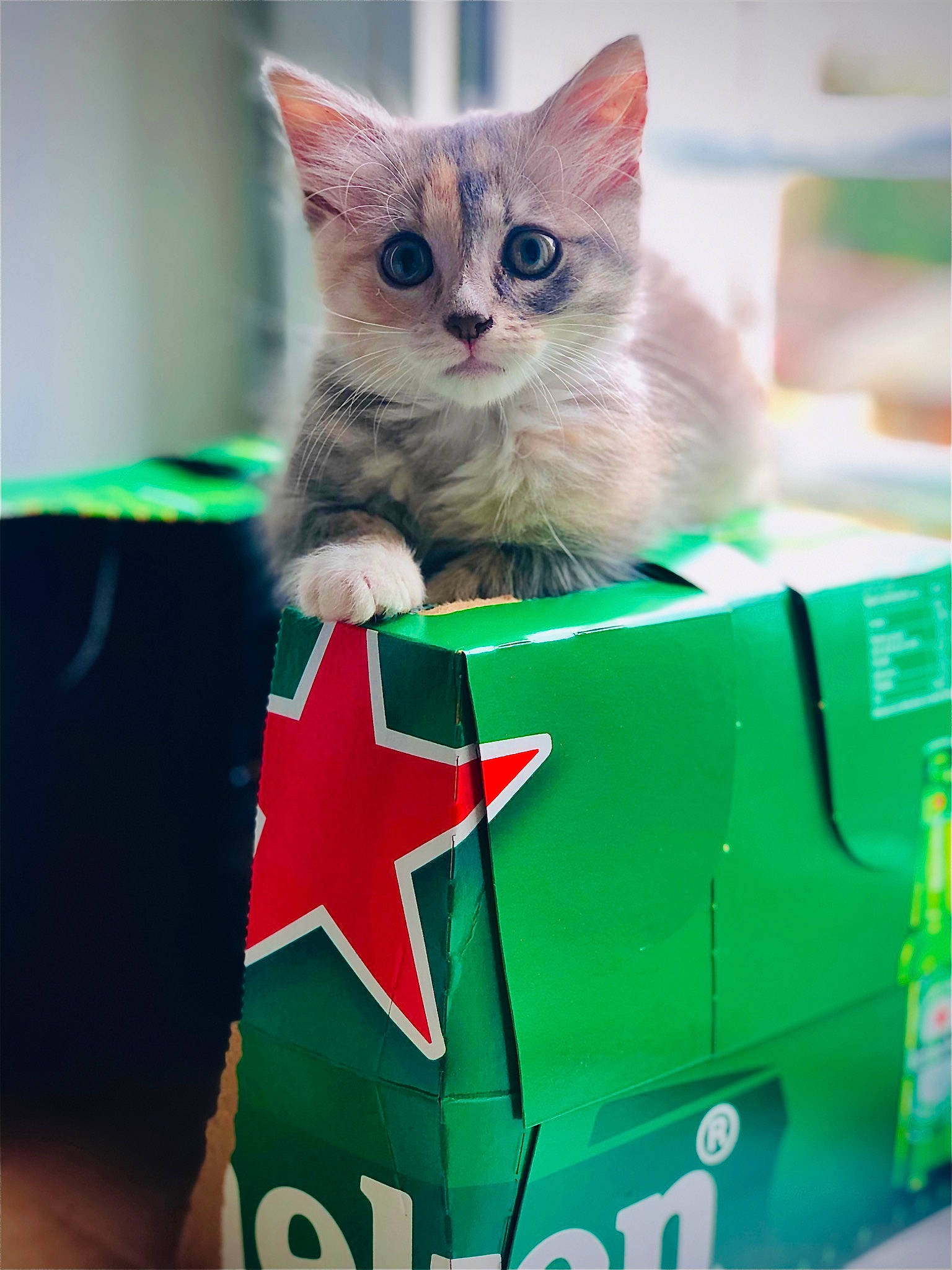 Fuji a rejoint le concours — aidez-le/la à gagner de superbes lots ! asian, box, carnivore, cat, domestic_short_haired_cat, felidae, kitten, packaging_and_labeling, small_to_medium_sized_cats, whiskers