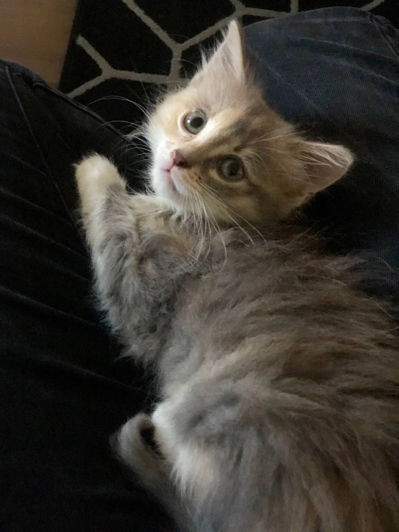 Fuji a rejoint le concours — aidez-le/la à gagner de superbes lots ! asian, asian_semi_longhair, british_longhair, british_semi_longhair, carnivore, cat, domestic_long_haired_cat, felidae, fur, kitten, mammal, napoleon_cat, norwegian_forest_cat, persian, ragamuffin, siberian, small_to_medium_sized_cats, turkish_angora, vertebrate, whiskers