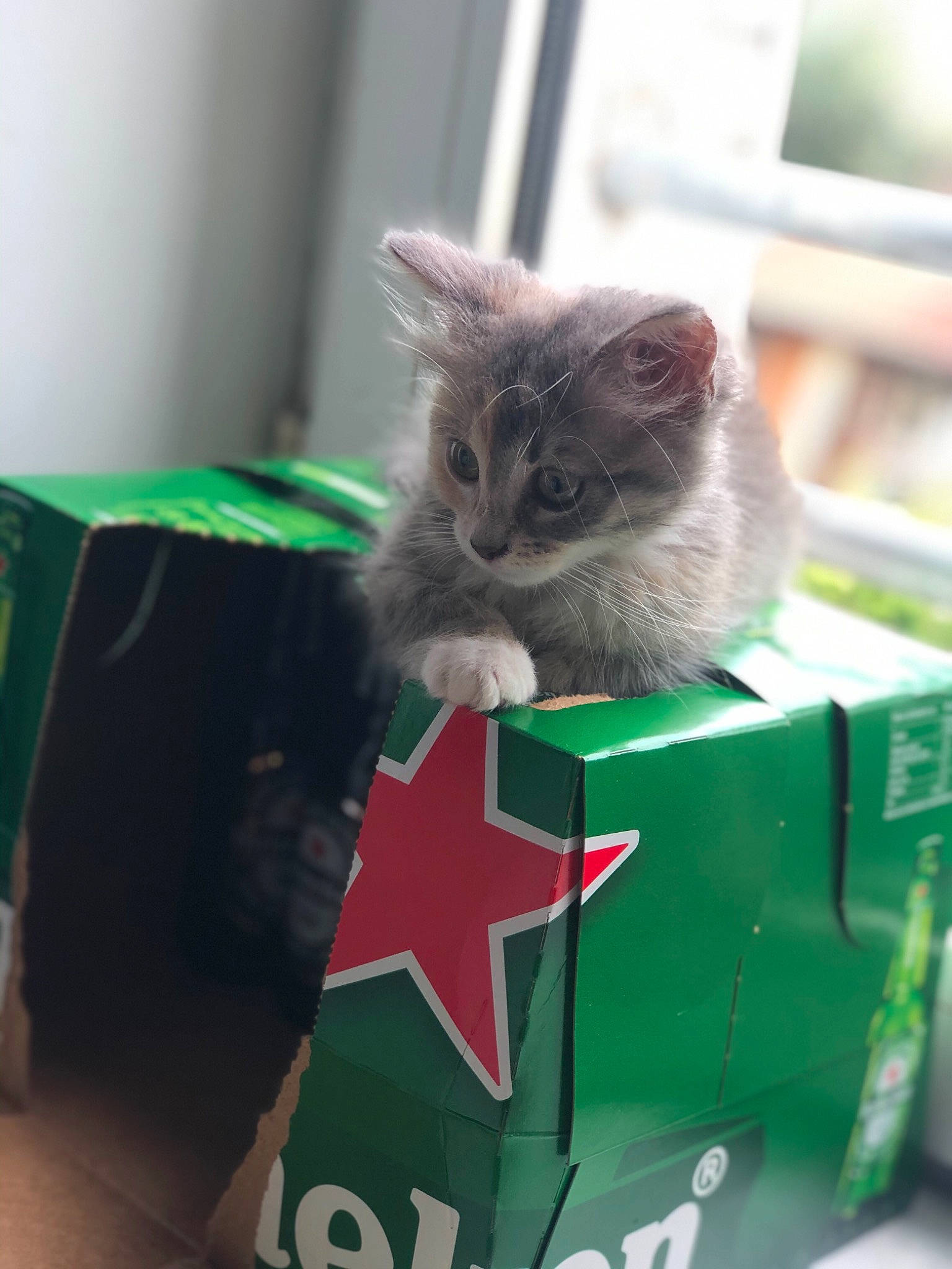 Fuji participe au concours pour gagner de l'argent avec cette photo : box, carnivore, cat, chartreux, domestic_short_haired_cat, felidae, kitten, korat, nebelung, norwegian_forest_cat, russian_blue, small_to_medium_sized_cats, whiskers