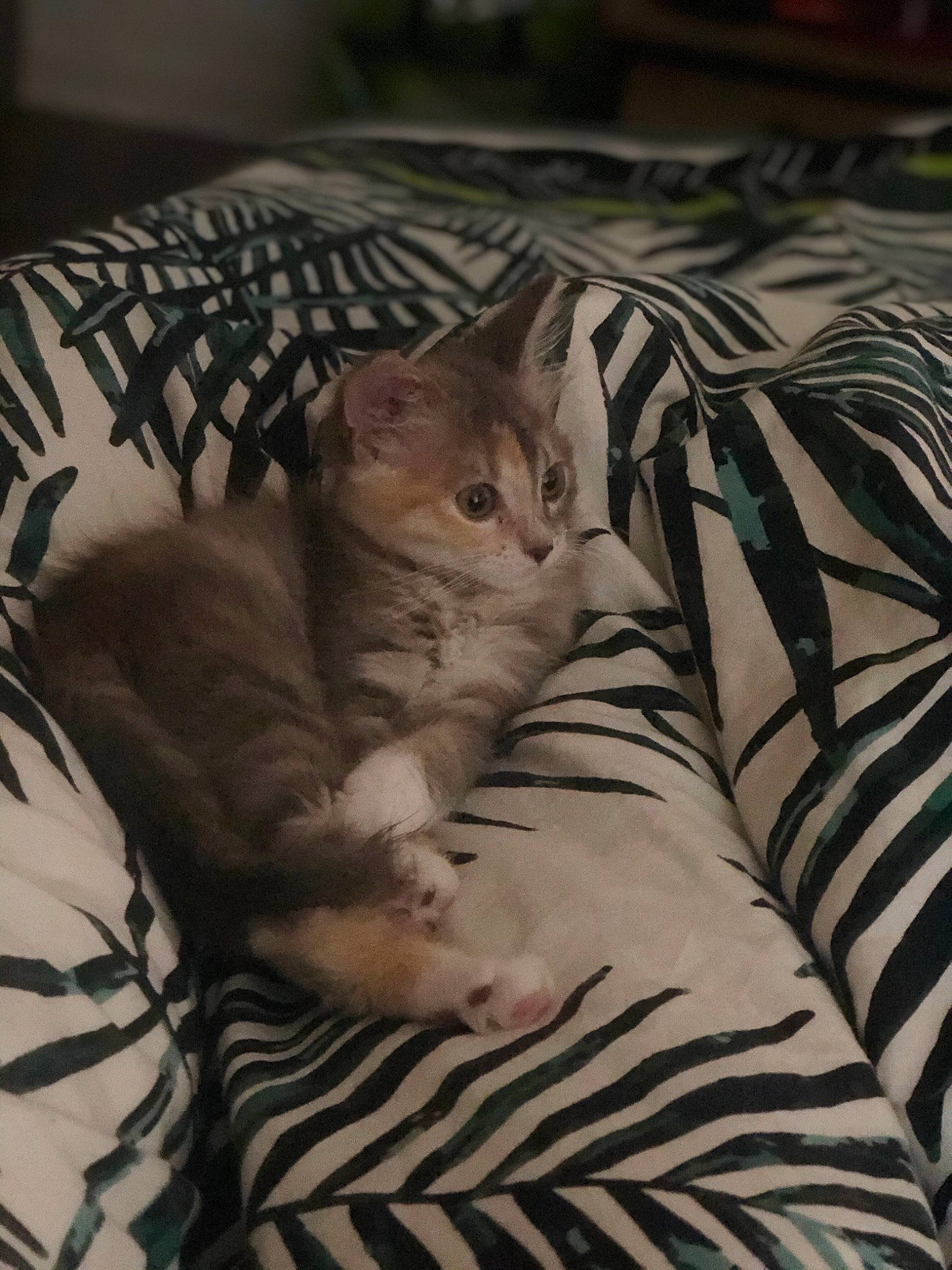 Fuji participe au concours pour gagner de l'argent avec cette photo : american_shorthair, asian, bed_sheet, carnivore, cat, domestic_short_haired_cat, egyptian_mau, european_shorthair, felidae, fur, kitten, mammal, small_to_medium_sized_cats, vertebrate, whiskers